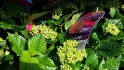 Hortensia Rood (Hydrangea 'Forever&Ever') -Garden Plants Series Store foreverandever red02 1