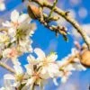 Amandelboom (Prunus Dulcis) -Garden Plants Series Store fotolia 100958242 s