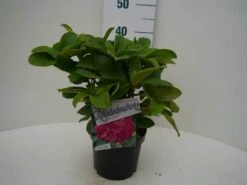 Rhododendron (Rhododendron 'Germania') -Garden Plants Series Store germania c2 voor