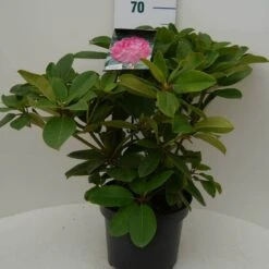 Rhododendron (Rhododendron 'Germania') -Garden Plants Series Store germania c7.5 voor