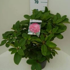 Rhododendron (Rhododendron 'Germania') -Garden Plants Series Store germania c7.5 zij