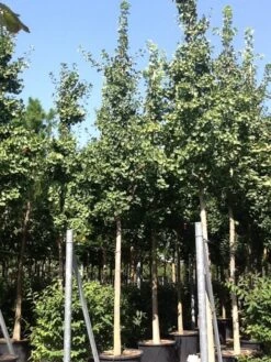Japanse Notenboom (Ginkgo Biloba) -Garden Plants Series Store gingko bilobo 25 30 1