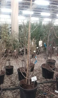 Japanse Notenboom (Ginkgo Biloba) -Garden Plants Series Store ginkgo biloba 1