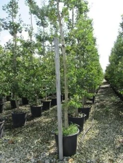 Japanse Notenboom (Ginkgo Biloba) -Garden Plants Series Store ginkgo biloba 1