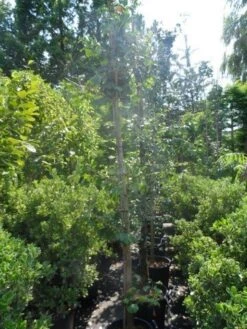 Japanse Notenboom (Ginkgo Biloba) -Garden Plants Series Store ginkgo biloba 10 12 14 geveerd 1