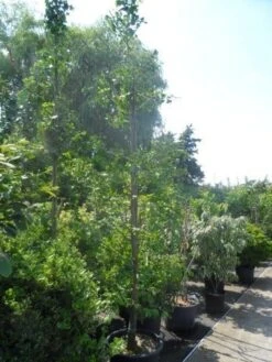 Japanse Notenboom (Ginkgo Biloba) -Garden Plants Series Store ginkgo biloba 14 16 geveerd 1