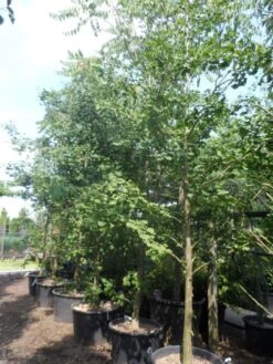 Japanse Notenboom (Ginkgo Biloba) -Garden Plants Series Store ginkgo biloba 18 20 25 geveerd c130 1