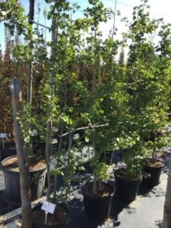 Japanse Notenboom, Meerstammig (Ginkgo Biloba) -Garden Plants Series Store ginkgo biloba 200 250cm meerstammig