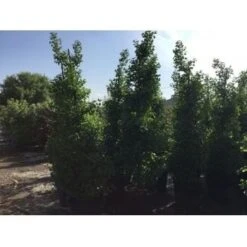 Japanse Noteboom Als Zuilboom (Ginkgo Biloba 'Fastigiata Blagon') -Garden Plants Series Store ginkgo biloba 250 300