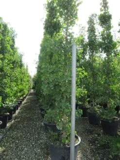 Japanse Notenboom (Ginkgo Biloba) -Garden Plants Series Store ginkgo biloba 2 1