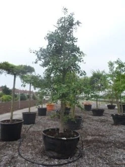 Japanse Notenboom (Ginkgo Biloba) -Garden Plants Series Store ginkgo biloba 35 40 c500 geveerd 1