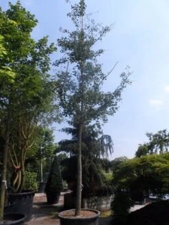 Japanse Notenboom (Ginkgo Biloba) -Garden Plants Series Store ginkgo biloba 35 40ho cont 1