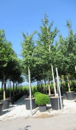 Japanse Notenboom (Ginkgo Biloba) -Garden Plants Series Store ginkgo biloba 3