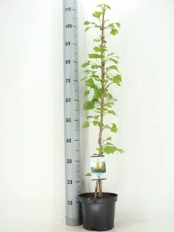 Japanse Notenboom (Ginkgo Biloba) -Garden Plants Series Store ginkgo biloba 60 80 zomer c3 m