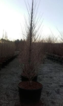 Japanse Noteboom Als Zuilboom (Ginkgo Biloba 'Fastigiata Blagon') -Garden Plants Series Store ginkgo biloba fastigiata blagon