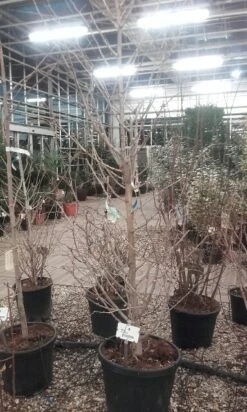 Japanse Noteboom Als Zuilboom (Ginkgo Biloba 'Fastigiata Blagon') -Garden Plants Series Store ginkgo biloba fastigiata blagon 3