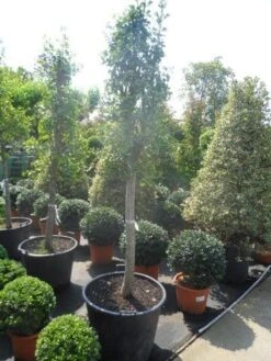 Japanse Noteboom Als Zuilboom (Ginkgo Biloba 'Fastigiata Blagon') -Garden Plants Series Store ginkgo biloba fastigiata halfstam c110 18 20