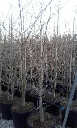 Japanse Notenboom, Meerstammig (Ginkgo Biloba) -Garden Plants Series Store ginkgo biloba meerstammig 2