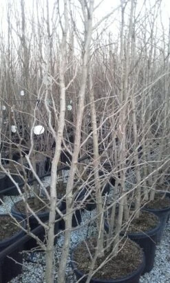 Japanse Notenboom, Meerstammig (Ginkgo Biloba) -Garden Plants Series Store ginkgo biloba meerstammig 2