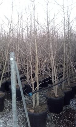 Japanse Notenboom, Meerstammig (Ginkgo Biloba) -Garden Plants Series Store ginkgo biloba meerstammig 3 2