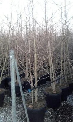 Japanse Notenboom, Meerstammig (Ginkgo Biloba) -Garden Plants Series Store ginkgo biloba meerstammig 4 2