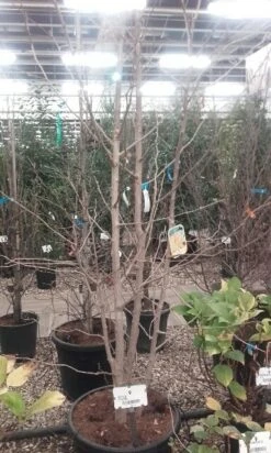 Japanse Notenboom, Meerstammig (Ginkgo Biloba) -Garden Plants Series Store ginkgo biloba meerstammig 5