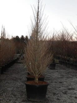 Japanse Noteboom Als Zuilboom (Ginkgo Biloba 'Fastigiata Blagon') -Garden Plants Series Store ginkgo fastigiata blagon