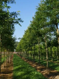 Grote Gleditsia (Gleditsia Triacanthos 'Sunburst') -Garden Plants Series Store gleditsia triacanthos sunburst 20 25