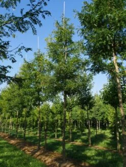 Grote Gleditsia (Gleditsia Triacanthos 'Sunburst') -Garden Plants Series Store gleditsia triacanthos sunburst 25 30