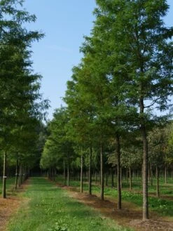 Grote Gleditsia (Gleditsia Triacanthos 'Sunburst') -Garden Plants Series Store gleditsia triacanthos sunburst 35 40