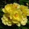 Klimroos (Rosa 'Golden Age') -Garden Plants Series Store goldenage