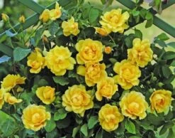 Klimroos (Rosa 'Golden Gate') 7 Klimroos (Rosa 'Golden Gate') -Garden Plants Series Store goldengate