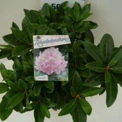 Rhododendron (Rhododendron 'Gomer Waterer') -Garden Plants Series Store gomer waterer c7.5 boven 1