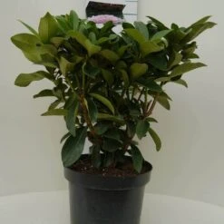 Rhododendron (Rhododendron 'Gomer Waterer') -Garden Plants Series Store gomer waterer c7.5 voor