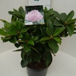Rhododendron (Rhododendron 'Gomer Waterer') -Garden Plants Series Store gomer waterer c7.5 zij