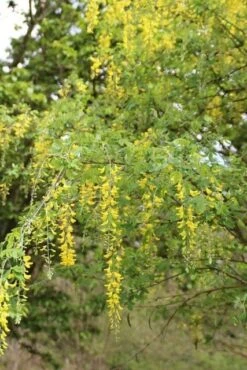 Gouden Regen Als Boom (Laburnum Watereri 'Vossii') -Garden Plants Series Store gouden regen 2
