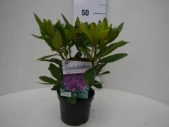 Rhododendron (Rhododendron Catawbiense 'Grandiflorum') -Garden Plants Series Store grandiflorum c2 voor