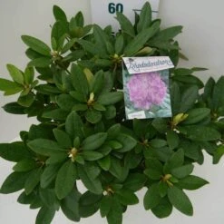 Rhododendron (Rhododendron Catawbiense 'Grandiflorum') -Garden Plants Series Store grandiflorum c7.5 boven