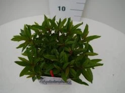 Rhododendron (Rhododendron 'Graziella') -Garden Plants Series Store graziella c2 boven