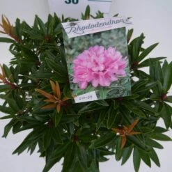 Rhododendron (Rhododendron 'Graziella') -Garden Plants Series Store graziella c5 boven