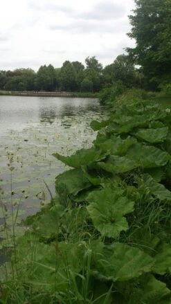 Mammoetblad (Gunnera Manicata) -Garden Plants Series Store gunnera 1