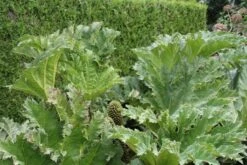 Mammoetblad (Gunnera Manicata) -Garden Plants Series Store gunnera manicata 1 1
