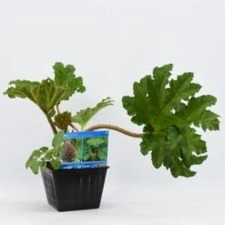 Mammoetblad (Gunnera Manicata) -Garden Plants Series Store gunnera manicata 28x28 20180412192854 2 1