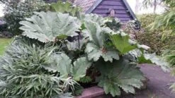 Mammoetblad (Gunnera Manicata) -Garden Plants Series Store gunnera manicata 2 1