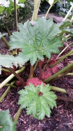 Mammoetblad (Gunnera Manicata) -Garden Plants Series Store gunnera manicata 4 1