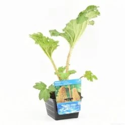 Mammoetblad (Gunnera Manicata) -Garden Plants Series Store gunnera manicata s e 13230 p18 1