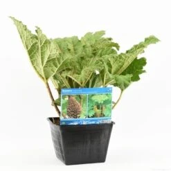 Mammoetblad (Gunnera Manicata) -Garden Plants Series Store gunnera manicata s e 13645 p28 1