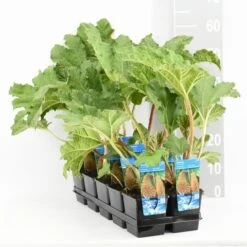 Mammoetblad (Gunnera Manicata) -Garden Plants Series Store gunnera manicata tl e 11115 p9 1