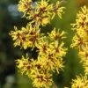 Toverhazelaar (Hamamelis Mollis) -Garden Plants Series Store hamamelis mollis 2 1