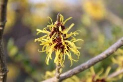 Toverhazelaar (Hamamelis Mollis 'Pallida') -Garden Plants Series Store hamamelis mollis pallida